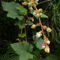 Rubus indicus Thunb.